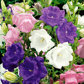 Колокольчик средний Чашка с блюдцем Яркий набор