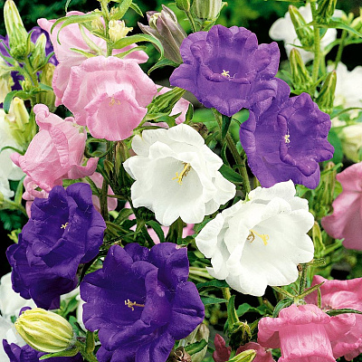 Колокольчик средний Чашка с блюдцем Яркий набор