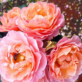 Роза шраб Мари Кюри, С12,5 л