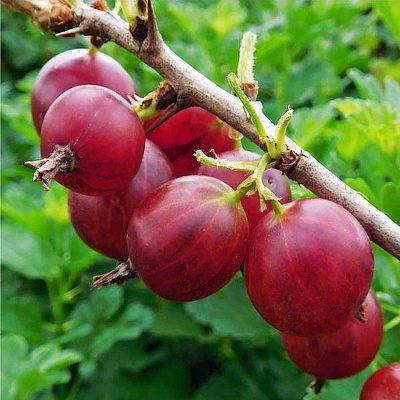 Крыжовник Авангард