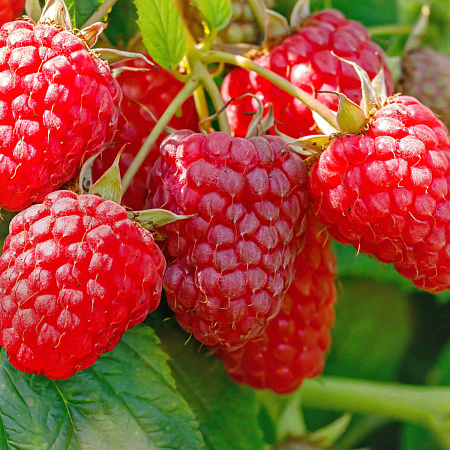 Фото Малина ремонтантная Зюгана