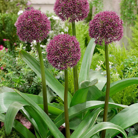 Фото Лук декоративный Остара