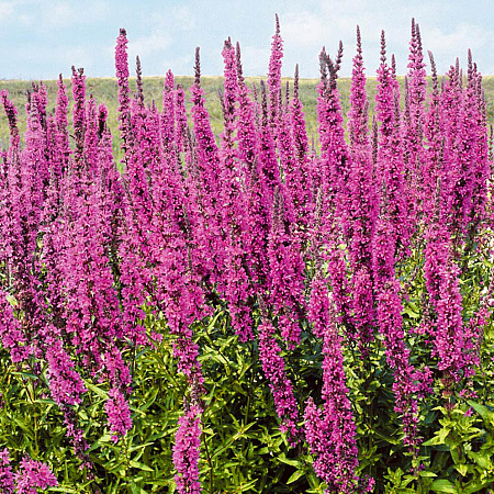 Фото Дербенник Розовый самоцвет