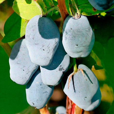 Фото Жимолость Максин