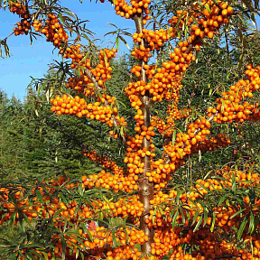 Облепиха Злата