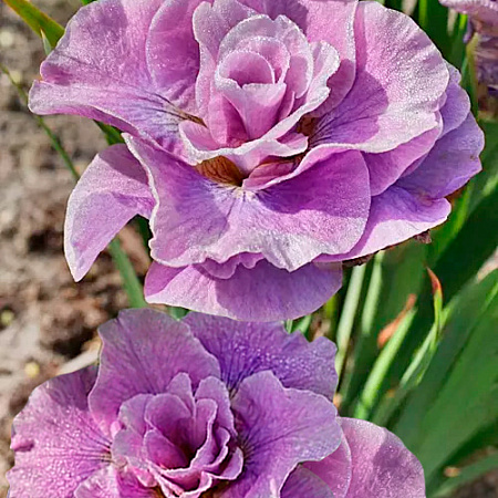 Фото Ирис сибирский Пинк Парфе