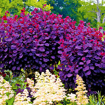 Скумпия Грейс