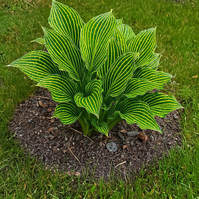 Хоста Сибериан тайгер