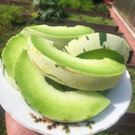 Фото Дыня Фестиваль зелёный F1