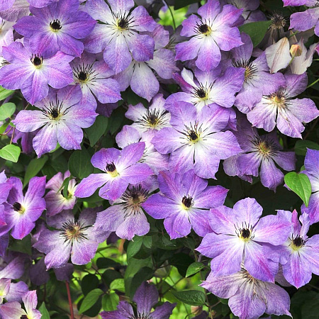 Фото Клематис Клаудберст