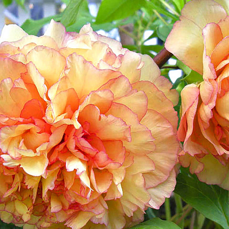 Фото Пион древовидный Кинко