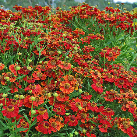 Фото Гелениум Рубинцверг