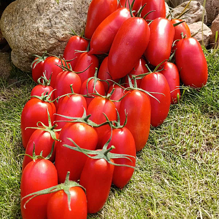 Фото Помидор Самбек F1