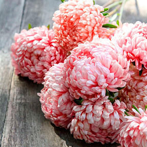 Астра Дюшес Изысканная розовая