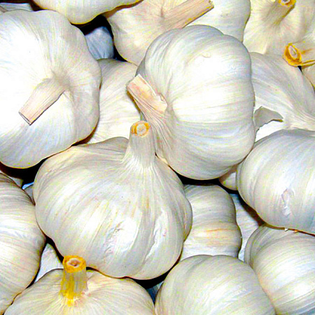 Фото Чеснок озимый Лазурный