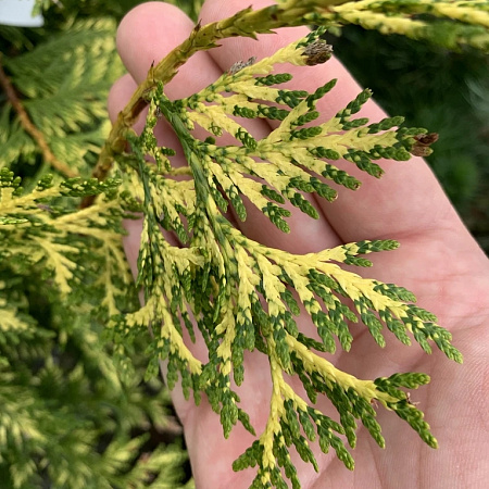 Фото Туя складчатая Зебрина