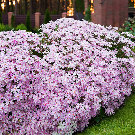 Фото Флокс шиловидный Конфетка