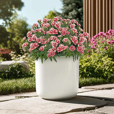 Фото Гвоздика Супер-трупер Элизе