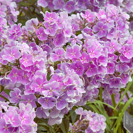 Фото Флокс метельчатый Франц Шуберт