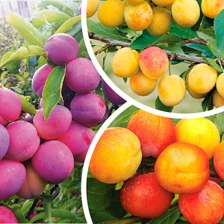 Фото Комплект полукарликовых слив №3: Маньчжурская красавица, Жемчужина Урала, Скромница