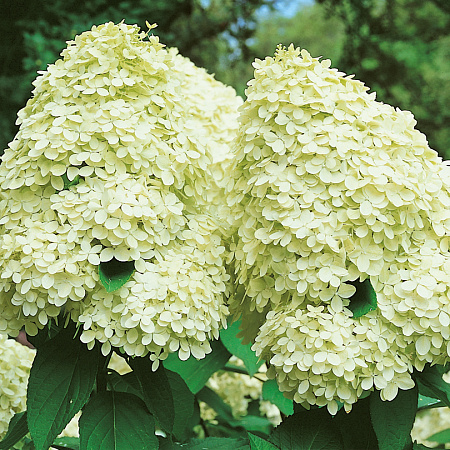 Фото Гортензия метельчатая Лимонный свет