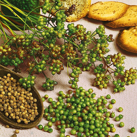 Фото Кориандр Марино 1гр