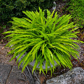 Хоста Пати Стримерс