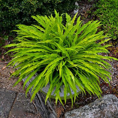 Хоста Пати Стримерс