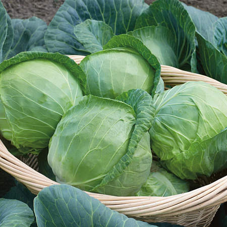 Фото Капуста белокочанная Агрессор F1 16шт