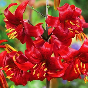 Лилия тигровая Ред Флейвор