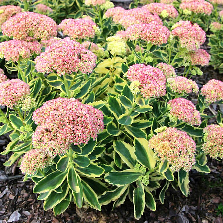 Фото Седум Отем Чарм