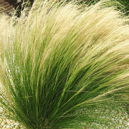 Фото Ковыль тончайший Пони Тэйлз