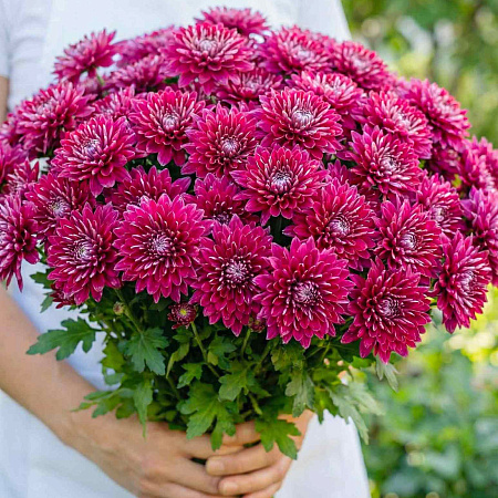 Фото Хризантема корейская Малиновый закат