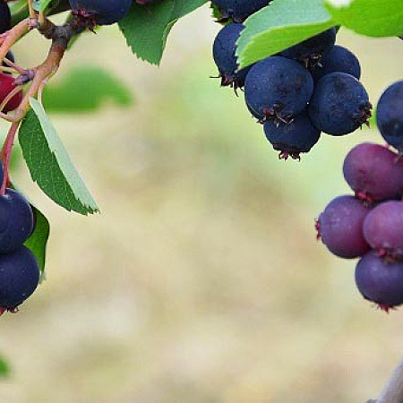 Фото Ирга Смоки