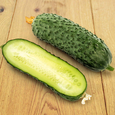 Фото Огурец Шоша