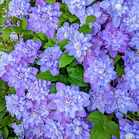 Фото Клематис витицелла Блю Эксплоужен