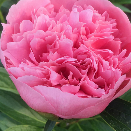 Фото Пион травянистый Этчед Салмон