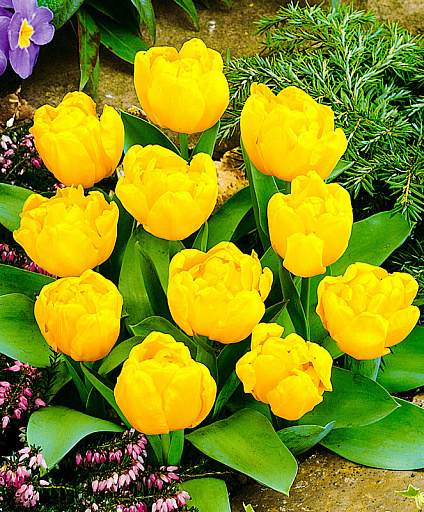 Тюльпаны Жёлтый малыш - Архив - Семена и саженцы почтой от НПО Сады ...