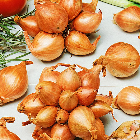 Фото Лук семейный (шалот) Княжич