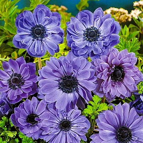 Ветреница (анемона) Лорд Лейтенант