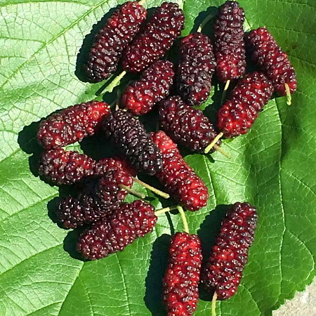 Фото Шелковица Иллинойс Эвербеаринг