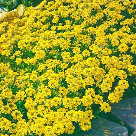 Фото Алиссум скальный