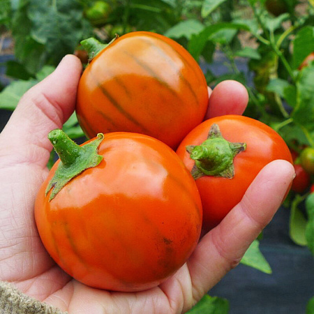 Фото Баклажан Африка