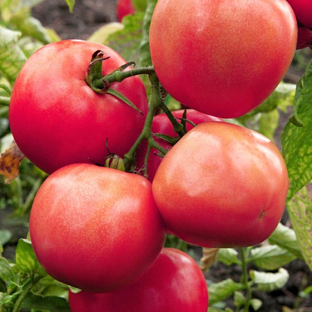 Фото Помидор Малиновый зайка