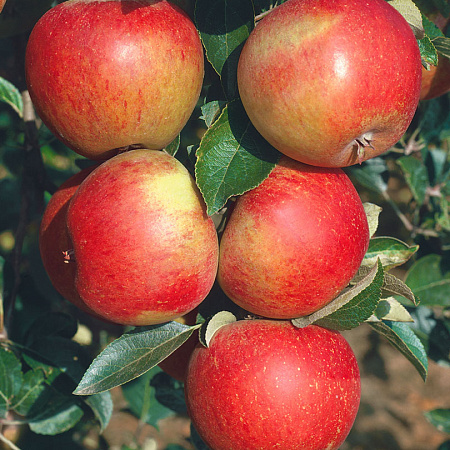 Фото Яблоня Сладкая нега