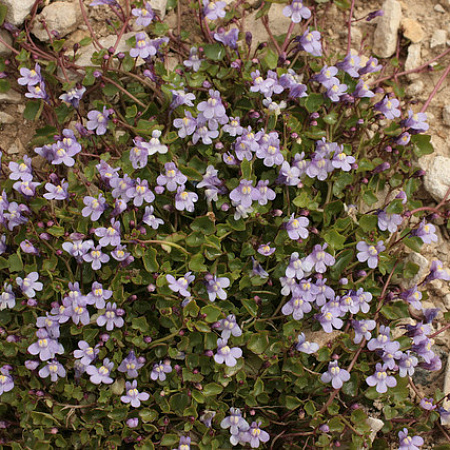 Фото Цимбалярия постенная