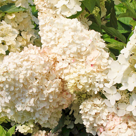 Фото Гортензия метельчатая Уникальная