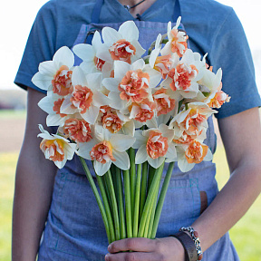 Нарцисс Кенди Принцесс