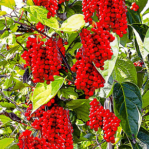 Лимонник китайский