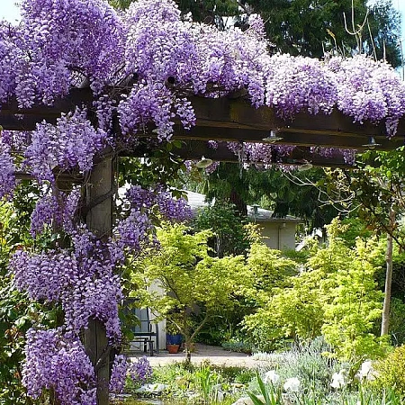 Фото Глициния макростахия Блю мун